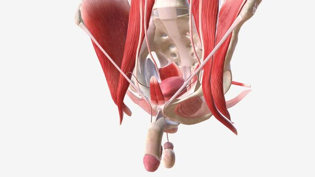 The male pelvic floor muscles support the bladder and bowel and affect sexual function
