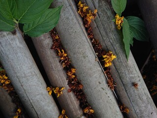 A close-up shot of weathered bamboo pipes with scattered yellow flowers and green leaves. The image...