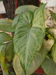 A close-up shot of a Syngonium plant with large, variegated leaves. The plant showcases a beautiful blend of green and white, creating a visually striking image.