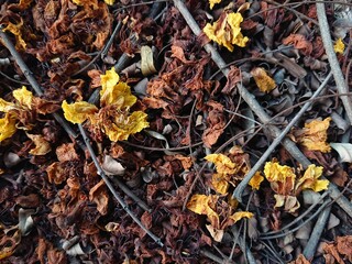 autumn leaves on the ground