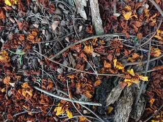 A close-up shot of fallen branches and leaves, featuring vibrant yellow and orange hues. The image captures a natural and textured scene, showcasing the beauty of fallen foliage.