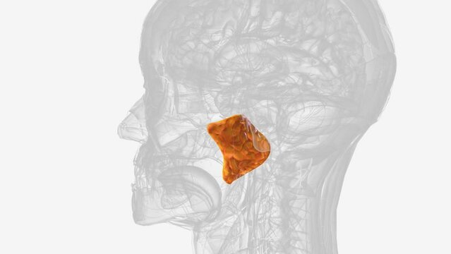 The parotid glands are salivary glands that sit just in front of the ears