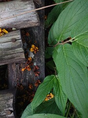 A close-up shot of a weathered wooden fence with vibrant yellow flowers growing at its base. Green leaves frame the scene, creating a natural and textured composition.