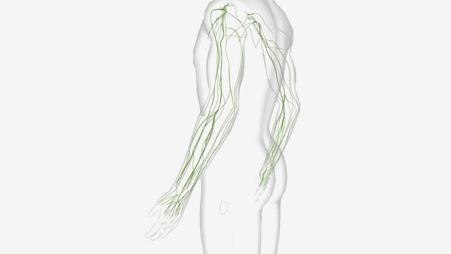 Lymphatics of upper limb 3d medical