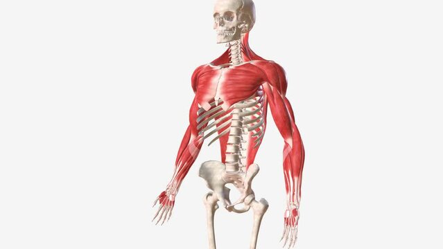 The muscles of the upper limb can be divided into 6 different regions: pectoral, shoulder, upper arm, anterior forearm, posterior forearm, and the hand .