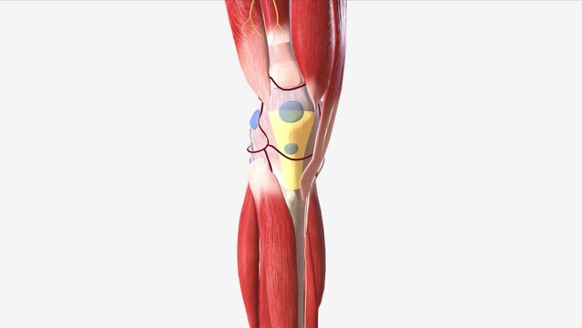 The patellar tendon is the distal portion of the common tendon of the quadriceps femoris