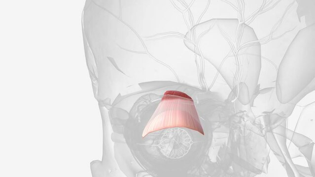 Levator palpebrae superioris muscle