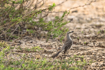 Wildlife Birding: Tropical Mockingbird in the Caribbean