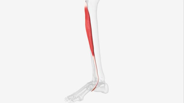 Tibialis anterior is the primary dorsiflexor of the ankle with synergistic action of extensor hallicus longus