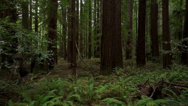 Aerial California thru coastal redwoods forest 2. Northern ocean shoreline coastal ecosystem landscape. Sequoia are tallest trees on earth. Forest old growth temperate rainforests.