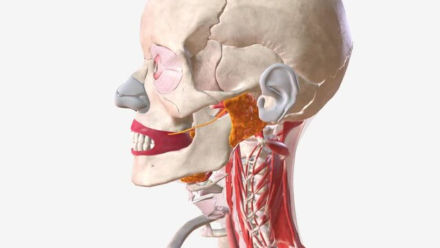 Your salivary glands lubricate your mouth, help you swallow, aid in digestion and help protect your teeth against harmful bacteria