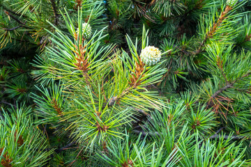 Naklejka na ściany i meble Indian Pine. Detailed close-up: leaves & young fruit buds of Pinus roxburghii, Himalayan native. Ideal for nature projects.
