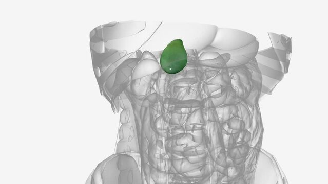 The gallbladder is a small, pouch-like organ in the upper right part of your tummy