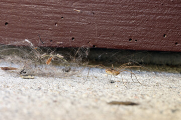 A spider walks on the floor with a clump of dust stuck to his leg