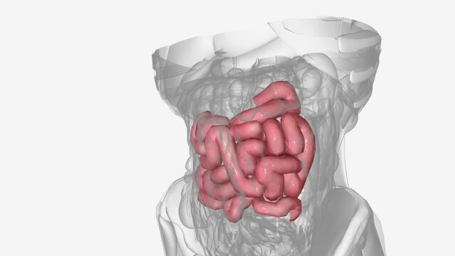 The jejunum is the second part of the small intestine in humans and most higher vertebrates