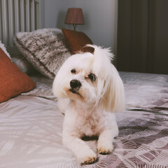 Cute maltese dog on bed 