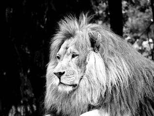 Portrait of a lion. Panthera leo. Black and white colors.