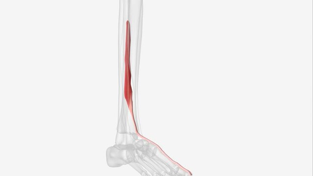Right extensor digitorum longus 3d medical