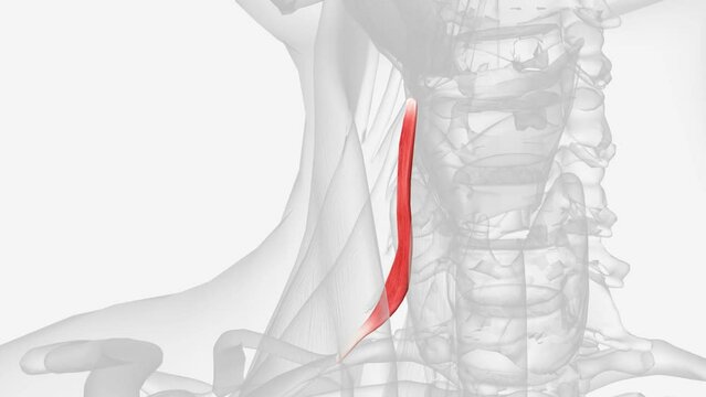 Right extensor digitorum longus 3d medical