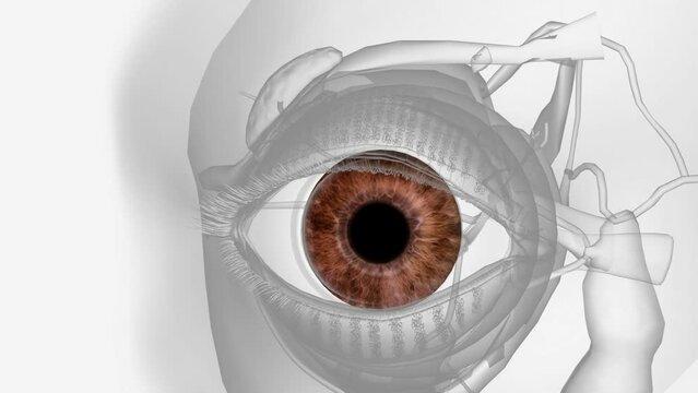 The iris is the colored part of the eye that controls the amount of light that enters into the eye .