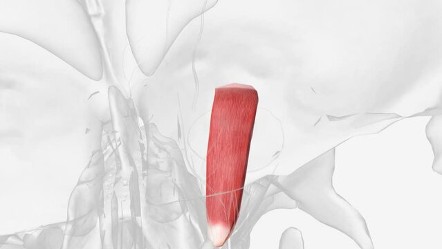 he superior rectus has a primary action of elevating the eye, causing the cornea to move superiorly