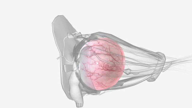 The sclera is the white outer coating of the eye .