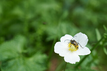 Fototapeta premium Beetle on white flower on blurred green background. Macro