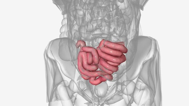 Ileum, the final and longest segment of the small intestine