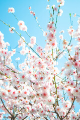 Small pink flowers blooming on cherry tree outdoors. Blurred background of a beautiful cherry tree in blossom.