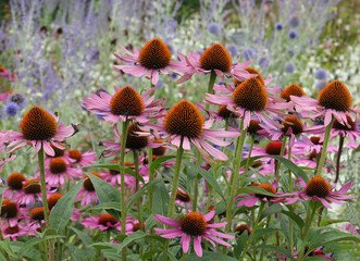 Closeup of the pink flower petals and orange brown cones of the summer flowering herbaceous perennial garden plant Echinacea purpurea.