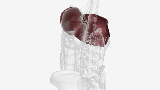 The liver regulates most chemical levels in the blood and excretes a product called bile