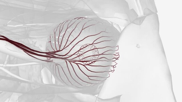 Structure forming the posterior ciliary arteries in the eye .