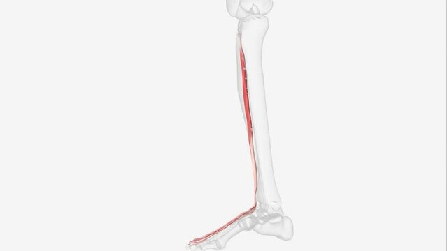 The Extensor hallucis longus (EHL) is a thin muscle, situated between the Tibialis anterior
