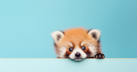 Creative animal concept. Red Panda peeking over pastel bright background. advertisement, banner, card. copy text space. birthday party invite invitation
