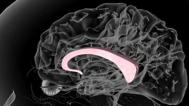 The corpus callosum is the curved band of lighter tissue at the center of the brain above the hypothalamus.