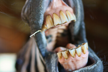 Funny animal photo. Zebra smiling at the camera. wide grin where you can see the teeth