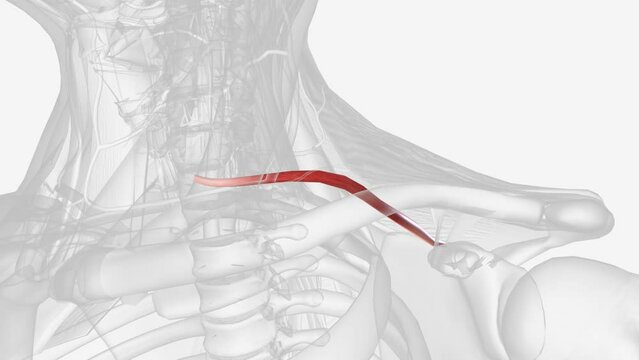Inferior belly of the omohyoid muscle