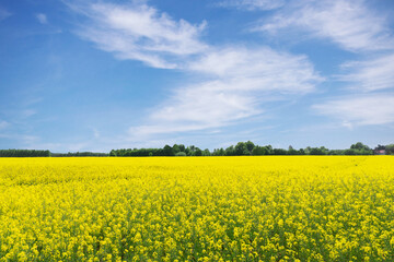 Obraz premium Rapeseed field background. Agriculture landscape. Summer vibes yellow field with blue sky.