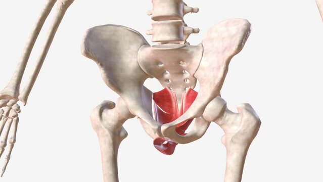 Muscle of pelvic floor and perineum