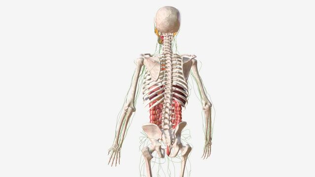 Digestive and Lymphatic system