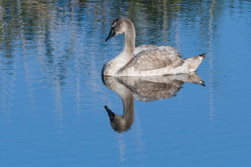 Dösender junger Höckerschwan in der Abendsonne