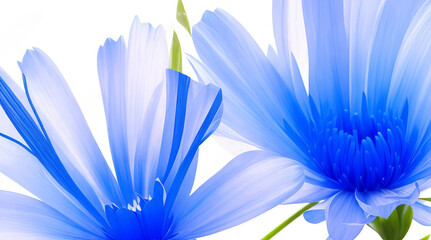 Closeup of Beautiful Blue Cornflower: Summer Floral Abstract Background. Generative AI.