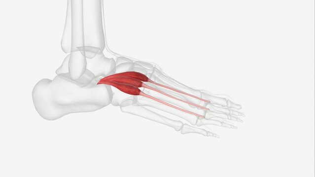 Right extensor digitorum longus