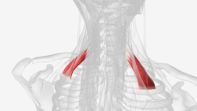 Posterior scalene is a lateral muscle on the inferior half of the neck