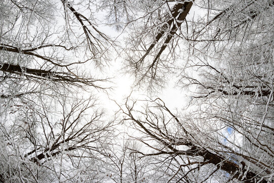 Crowns of trees in a snowy winter forest closing overhead