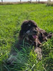 Goldendoodle dog lying on the meadow. Black doodle with phantom drawing. Lovely