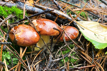 Brown delicious mushrooms. Picking of forest mushrooms on a warm sunny day. Nature of autumn forest.