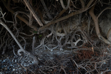 The roots of different trees and bushes intertwined underground on the seashore