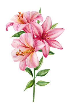 Pink Lilies flowers isolated on white background. Watercolor flora for greeting cards, wedding invitation, birthday card