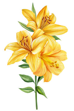 Lilies flowers isolated white background. Watercolor flora for greeting card, wedding invitations, Yellow lily flower 